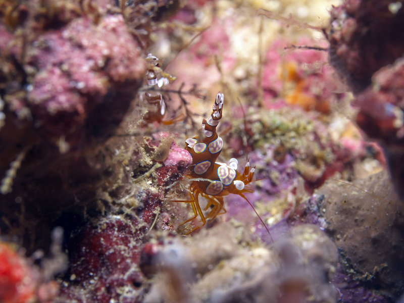 Shrimp, Canyons